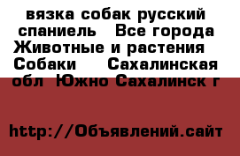 вязка собак русский спаниель - Все города Животные и растения » Собаки   . Сахалинская обл.,Южно-Сахалинск г.